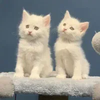 گربه