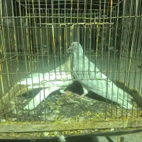 کبوتر شهری ماده 2عددچپ الماسی یال گلدار2تومان