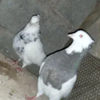 طوقی و دمبی