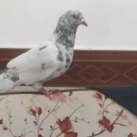 کبوتر پرشی|پرنده|خرمشهر, |دیوار