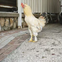 فروش مرغ و خروس