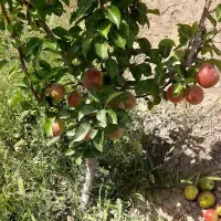 فروش باغ روستای گرجی