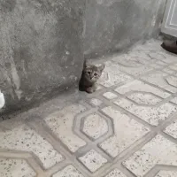 شهرایوان