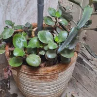 ۱۰ عدد گل و گلدان همراه با پایه