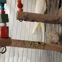 عروس هلندی یک جفت|پرنده|ارومیه, |دیوار