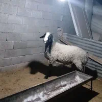 باسلام یک راس بره قوچ نر نژاد شال مست