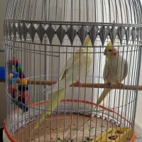 عروس هلندی نرو ماده