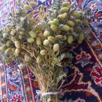 نخود سبز و خوشمزه