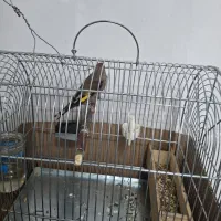 سهره کرمانی روبه مستی