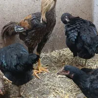 تخم نطفه دار لاری اوشامو داخل خود شهر قزوین