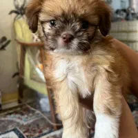 سگ آپارتمان خانگی|سگ|تهران, جوادیه تهرانپارس|دیوار