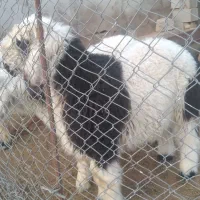 بره نر چاق|حیوانات مزرعه|گتوند, |دیوار