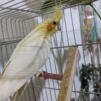 عروس هلندی