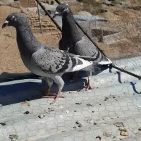 ۳عدد جوجه کفتر ضمانت همه چی پدرمادرامتحان پس داده