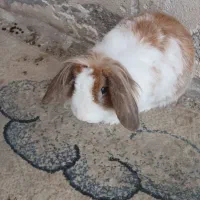 خرگوش لوپ ماده