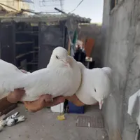 کبوتر سفید دم چتری|پرنده|شاهین دژ, |دیوار