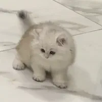 پسر ۲ ماهه بریتیش