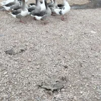 قو غاز