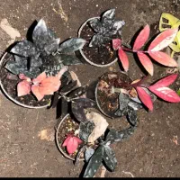 زاموفیلیا شرابی و ابلق و بلک