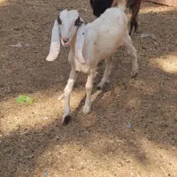 بز ماده