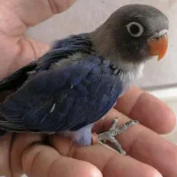 جوجه کوتوله، جوجه عروس