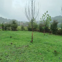 ۴۹۲متر زمین مسکونی کوهپایه ای مسیر لاهیجان سیاهکل|فروش زمین و ملک کلنگی|لاهیجان, آهندان|دیوار