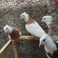 طوقی پرتقالی