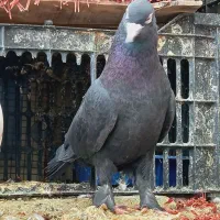 زاغ کاکلی پرشی|پرنده|وحیدیه, |دیوار