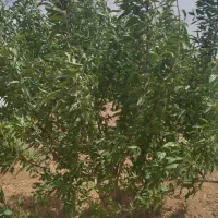 2000متر-باغ-بادام-مامایی-و-هلو