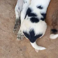 توله درجه یک هر کی خواست بیاد ببره