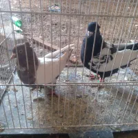 ۲۲عدد‌کبوتر‌جفت‌۴۸۰هزار