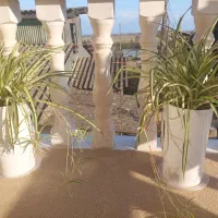 تعدادی گل طبیعی بفروش میرسد