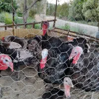 بوقلمون نر و ماده