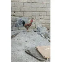 سبز سه خروس|گل و گیاه طبیعی|شادگان, |دیوار