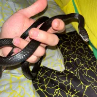 اکواریوم خزنده|خزنده|تهران, پونک|دیوار