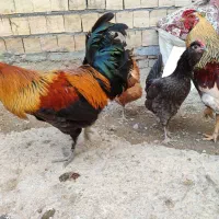 مرغ وخروس|حیوانات مزرعه|کرمانشاه, |دیوار