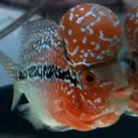 فلاور رد دراگون|ماهی|مشکین‌دشت, |دیوار