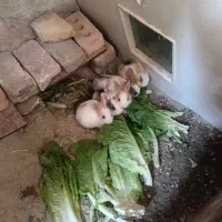 بچه خرگوش اهلی