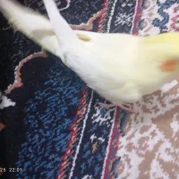 جوجه باقفس یه مقداری هم غذا داره