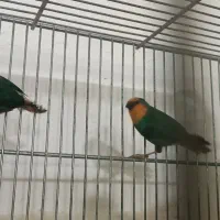 فنچ طوطیوار سرنارنجی وسرقرمز