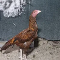 جوجه خروس 5 ماهه