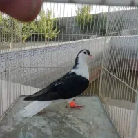 کفتر ساده سیاه|پرنده|مشهد, حجت|دیوار