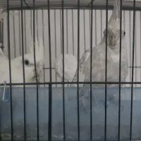 عروس هلندی مولد با جوجه و تخم جدید