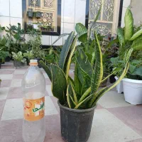 فروش انواع گلهای آپارتمانی با بهترین کیفیت|گل و گیاه طبیعی|کازرون, |دیوار