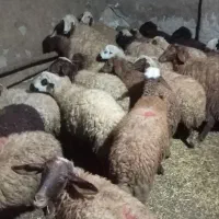 گوسفند داشتی|حیوانات مزرعه|کرمانشاه, |دیوار