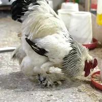 جوجه برهما همه رنگ یک روزه تا ۵۰ روزه