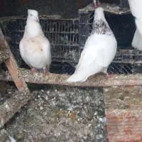 کبوتر طوقی|پرنده|مریوان, |دیوار