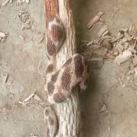 انواع دستسازه های چوبی تزئینی کاربردی|صنایع دستی و سایر لوازم تزئینی|بیرجند, |دیوار