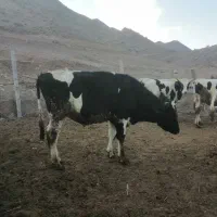 گوساله نر|حیوانات مزرعه|قزوین, |دیوار