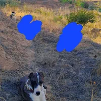 سگ گله